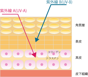 皮膚の断面図　紫外線Aはお肌のハリ、弾力に大切なコラーゲン・エラスチン線維を切断します。紫外線Bは(皮膚がん・白内障など)はほとんどが紫外線Bが原因といわれています。