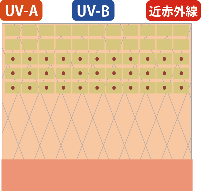赤外線と紫外線との違いはお肌に与えるダメージの深さのイメージ